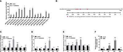 Abscisic-acid-responsive StlncRNA13558 induces StPRL expression to increase potato resistance to Phytophthora infestans infection
